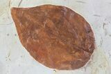 Detailed Fossil Leaf (Cornus) - Montana #68319-1
